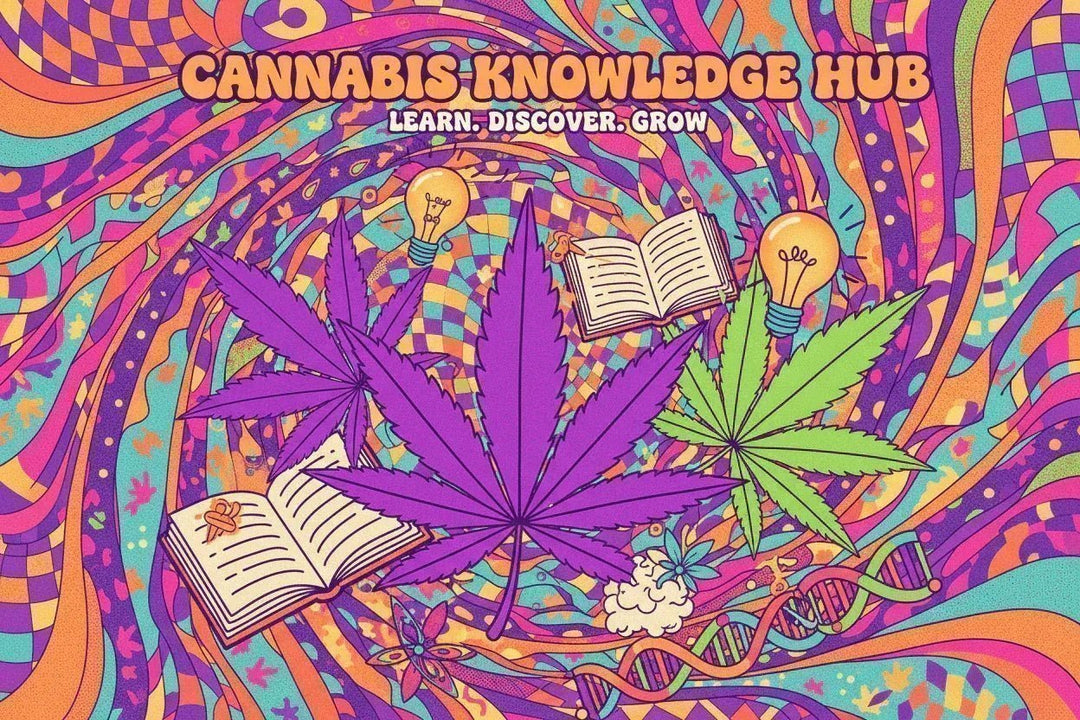 Complete Guide to Cannabis Edibles in South Africa 2026 | Cool Canna - Cool Canna Collective